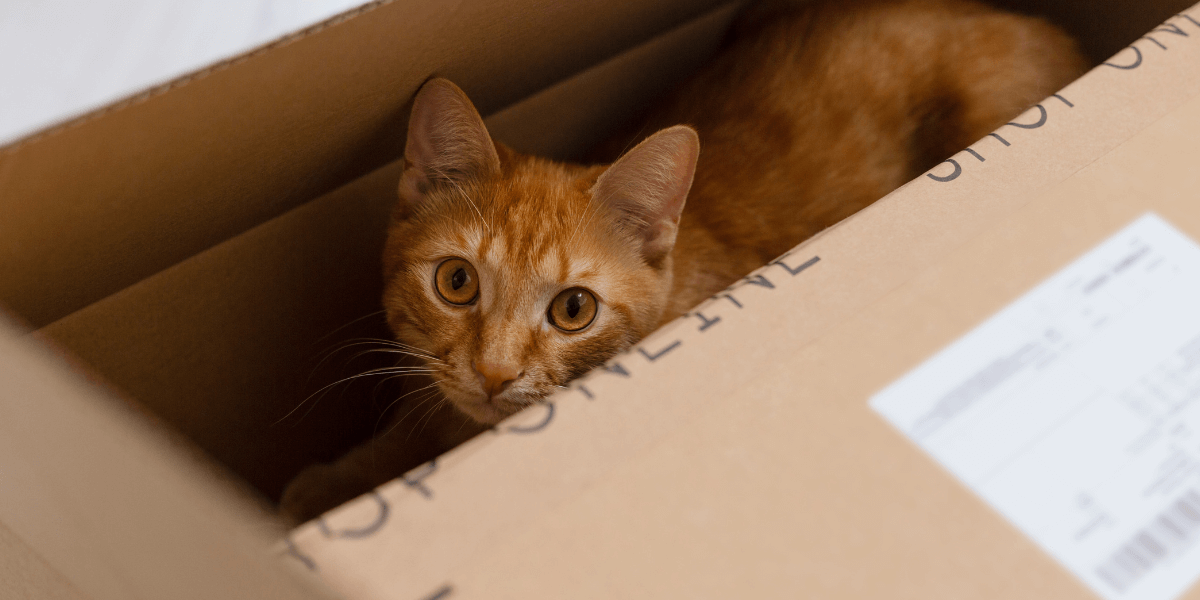 cat in a box after house removal service